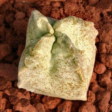 Whitesloanea_crassa_1